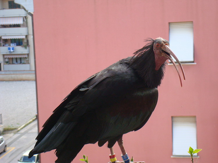 Ibis eremita...